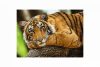 Tigris portré - Puzzle 500 db trefl