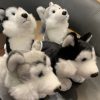 Plüss mini husky szürke-fehér ülő